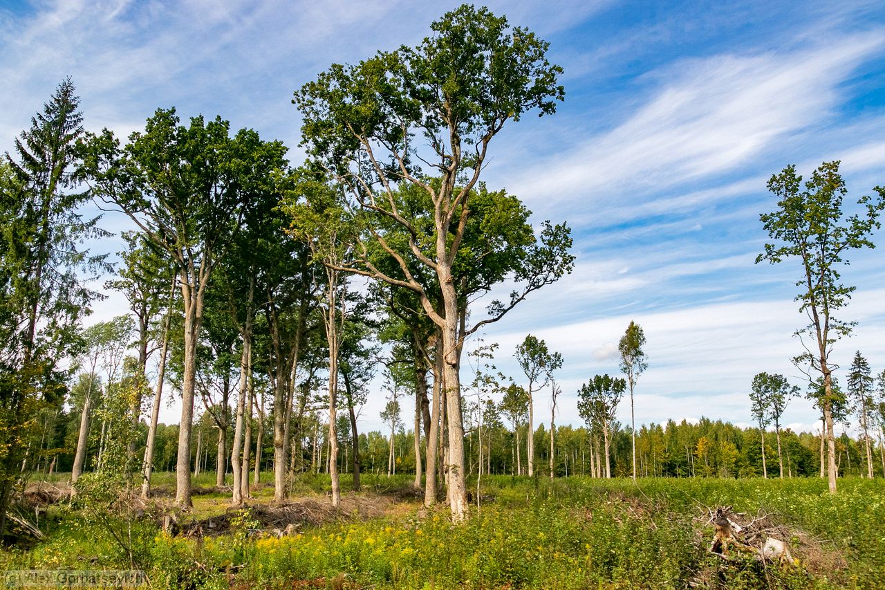 ������� ����