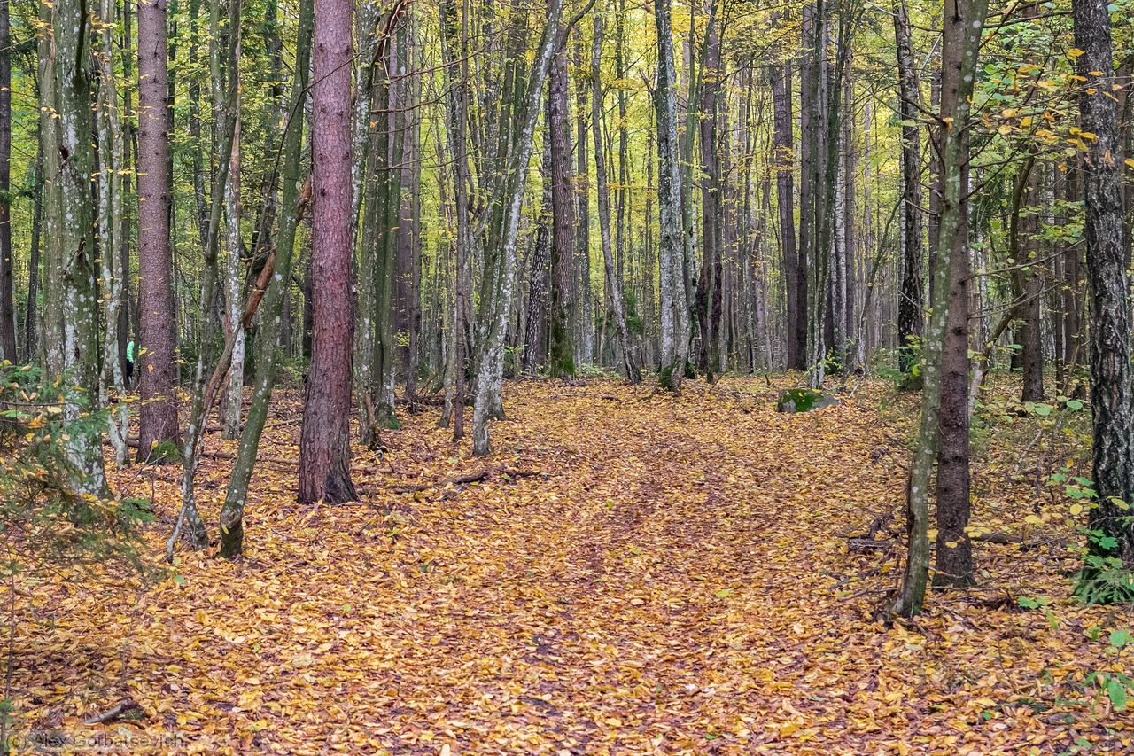 ������� ���