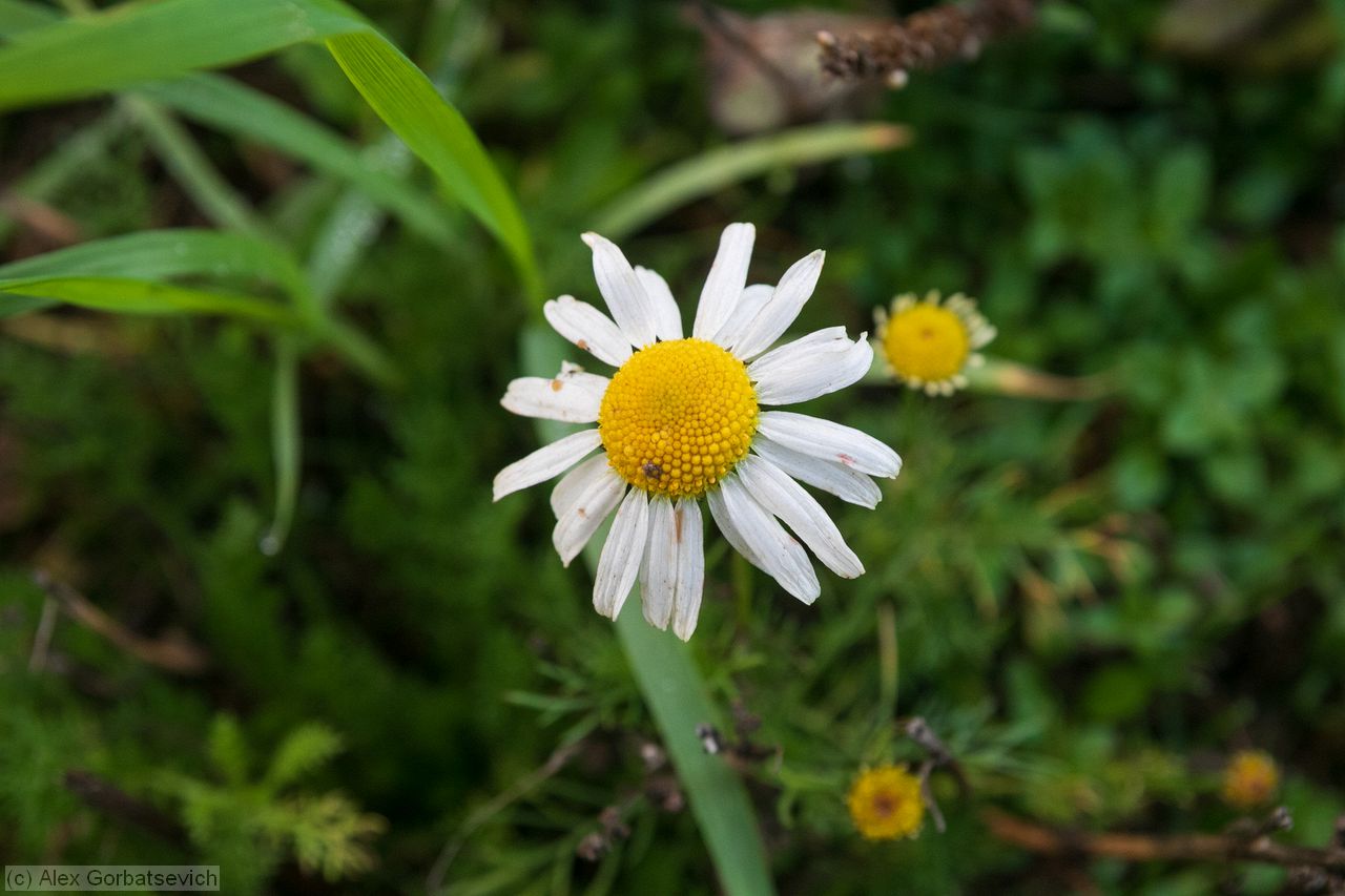 ��� �������