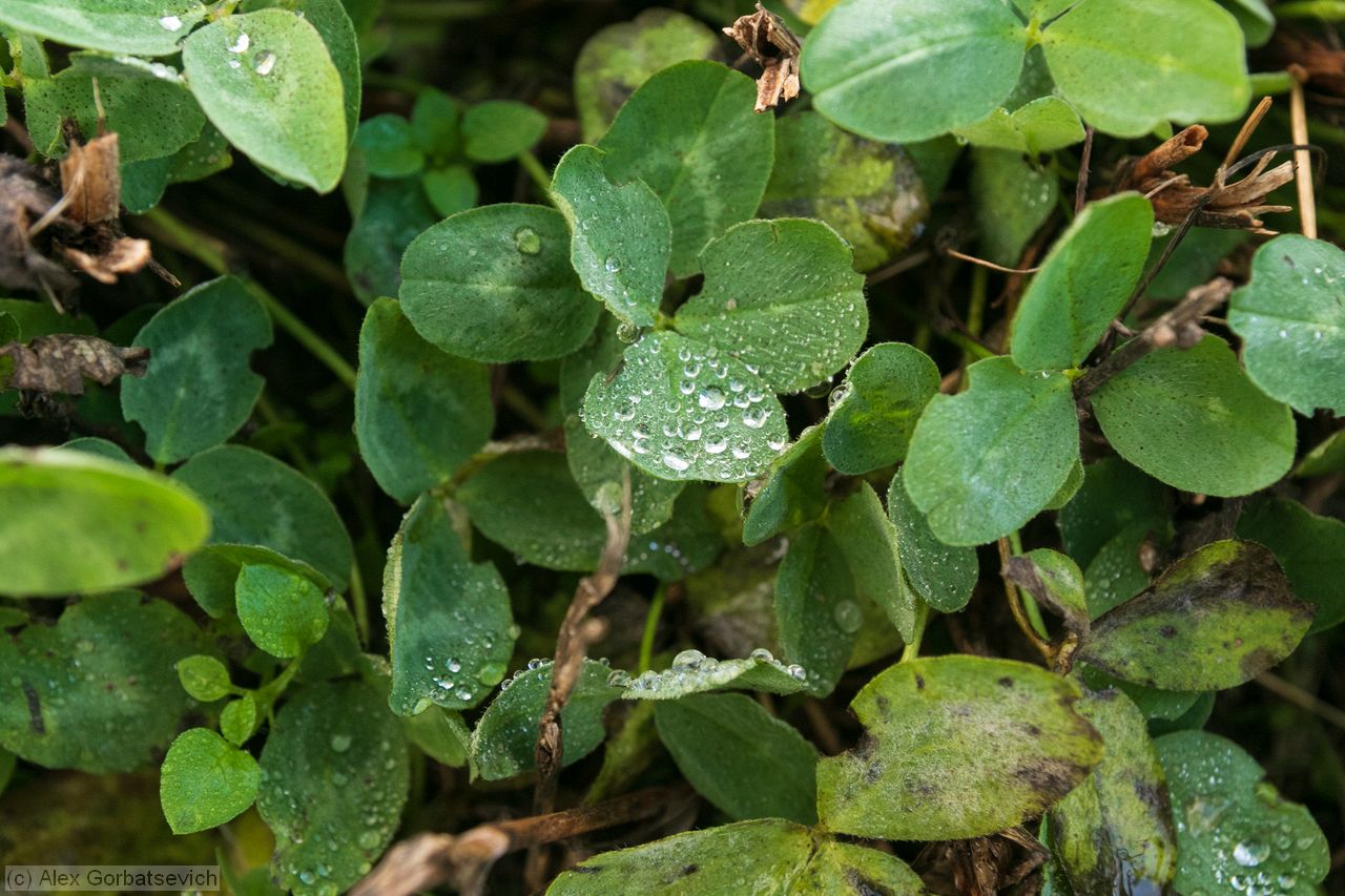 �������� ����