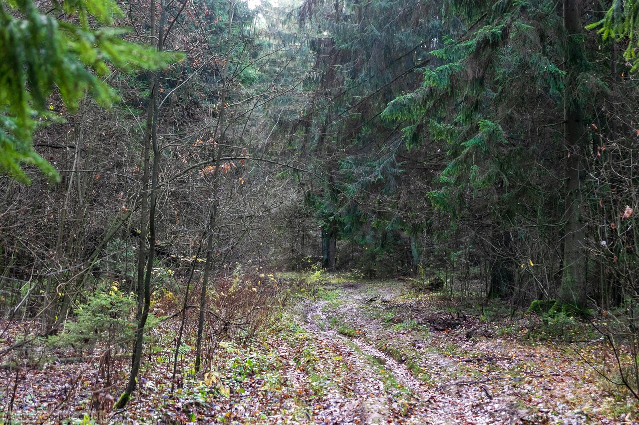 ������� ����