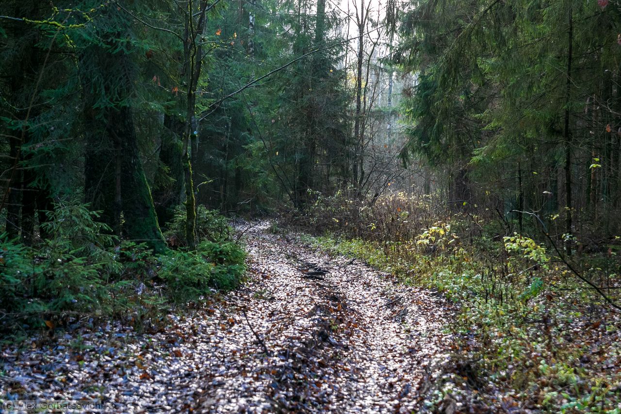 ������ ������