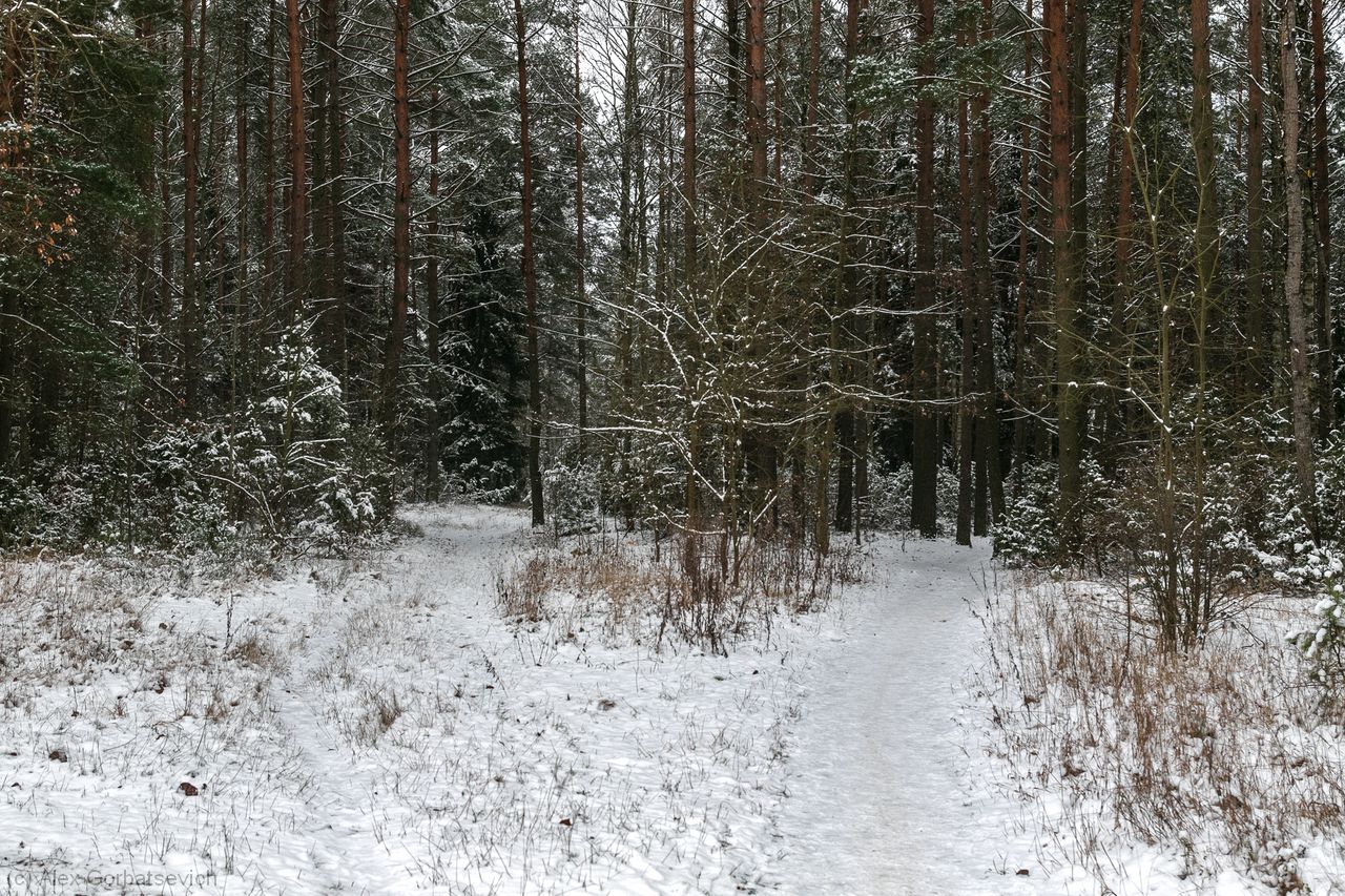 ���� ������