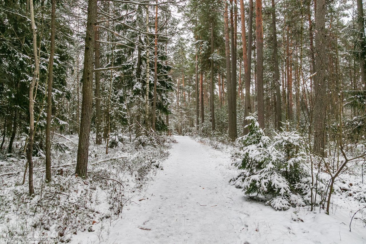 ������ �������