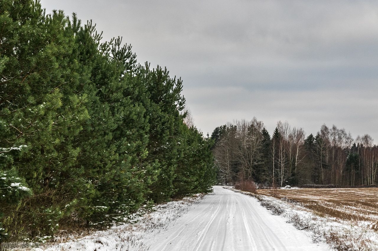 ������ ������