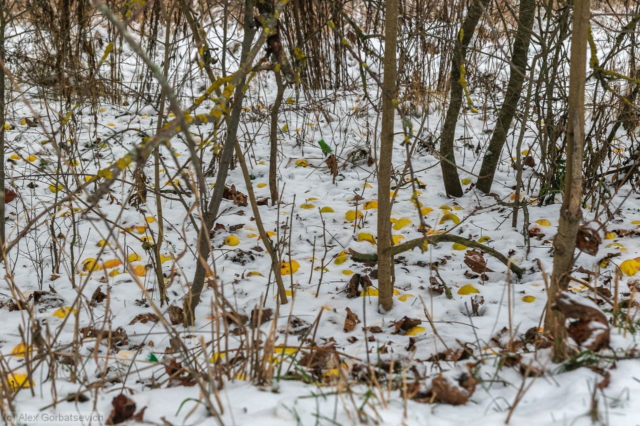 ������ �� �����