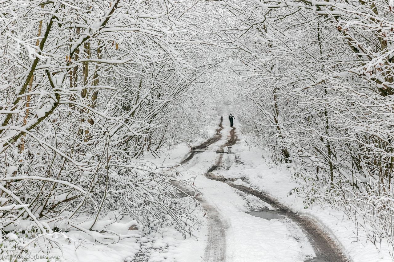 ������ ������