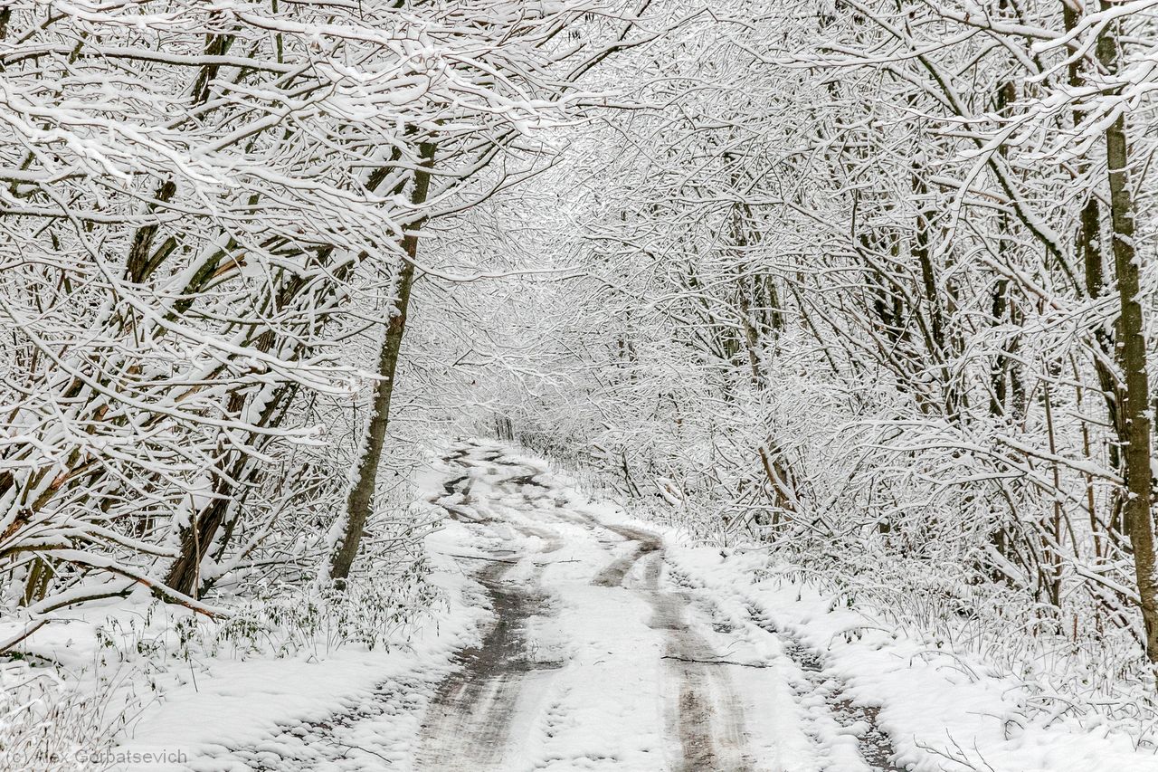 ������ ������