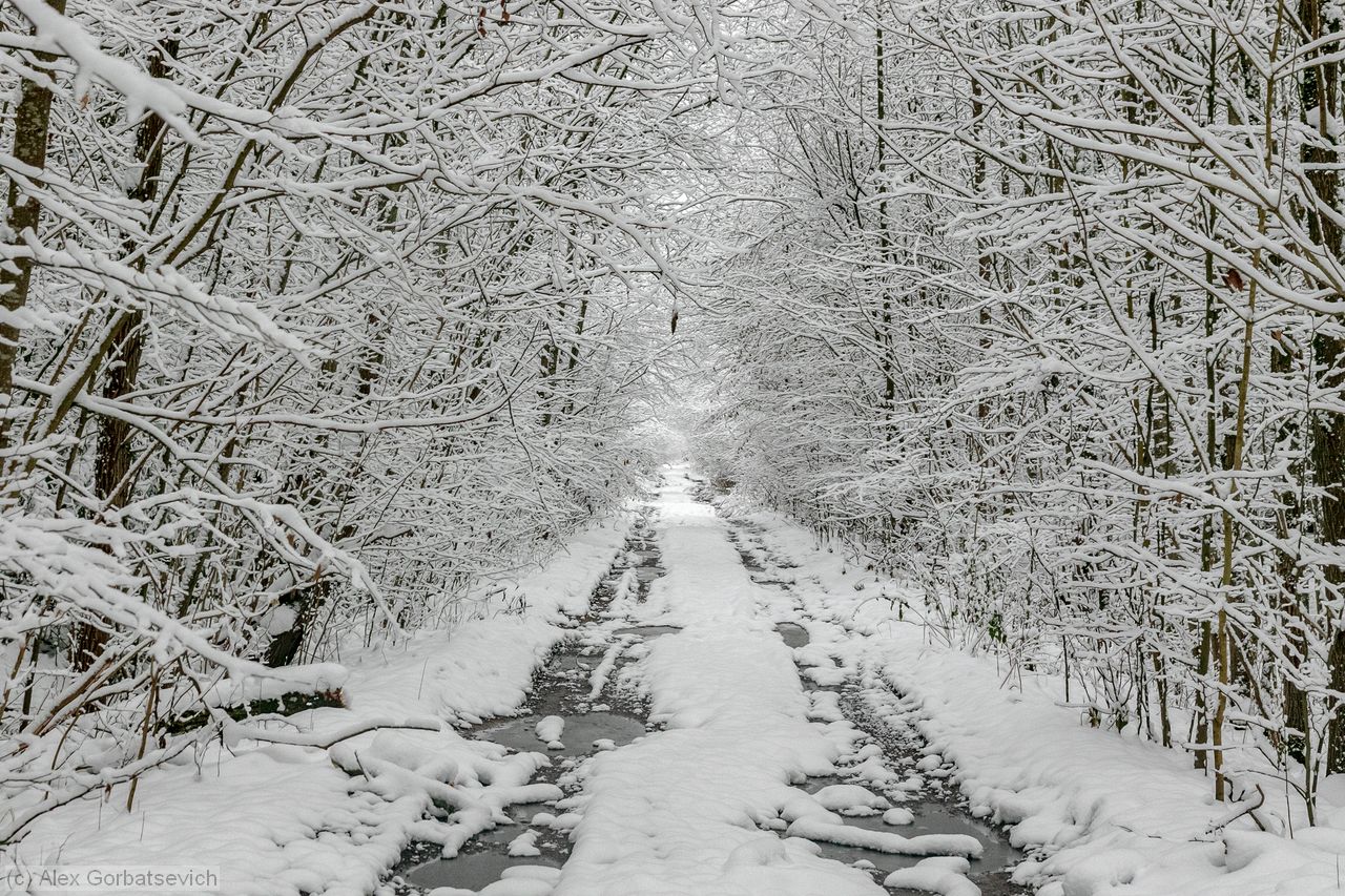 ������ ������