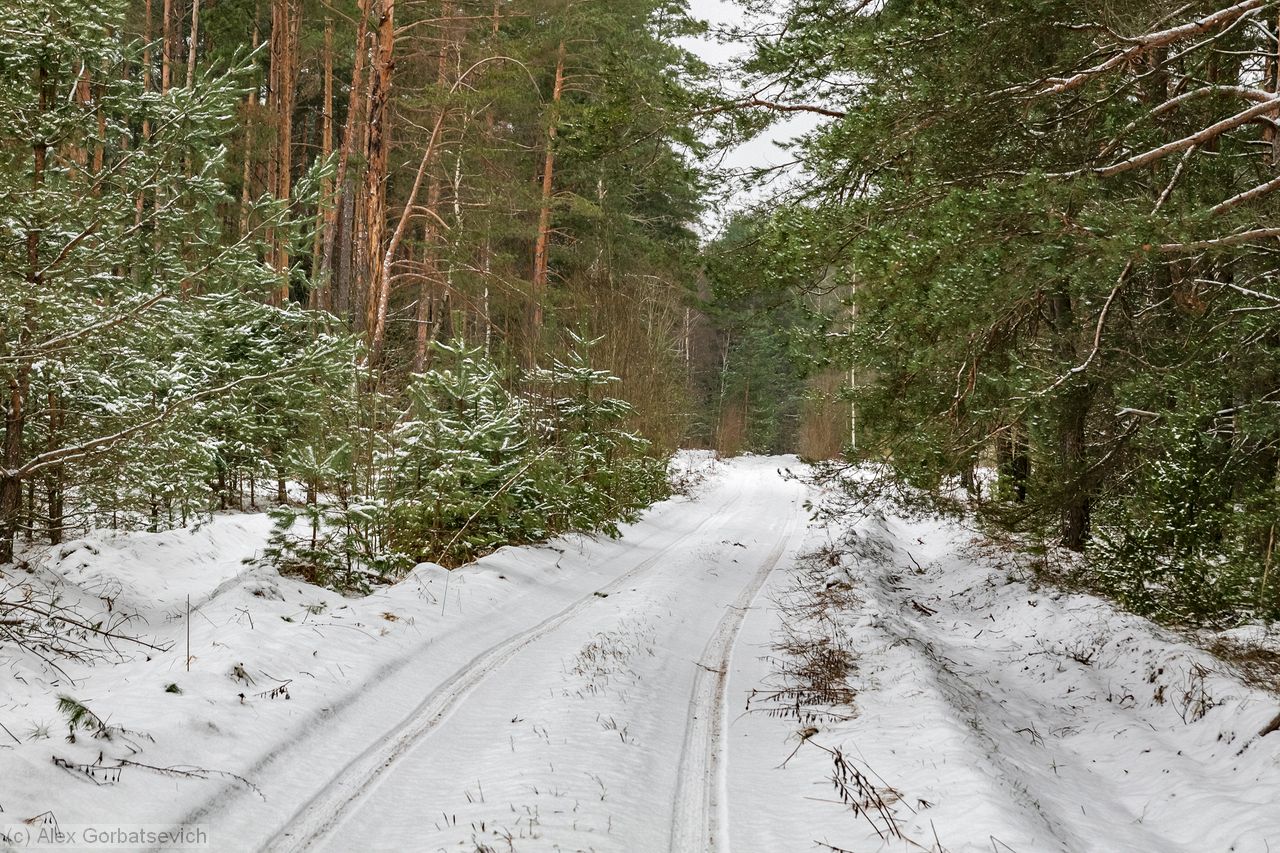 ������ ������