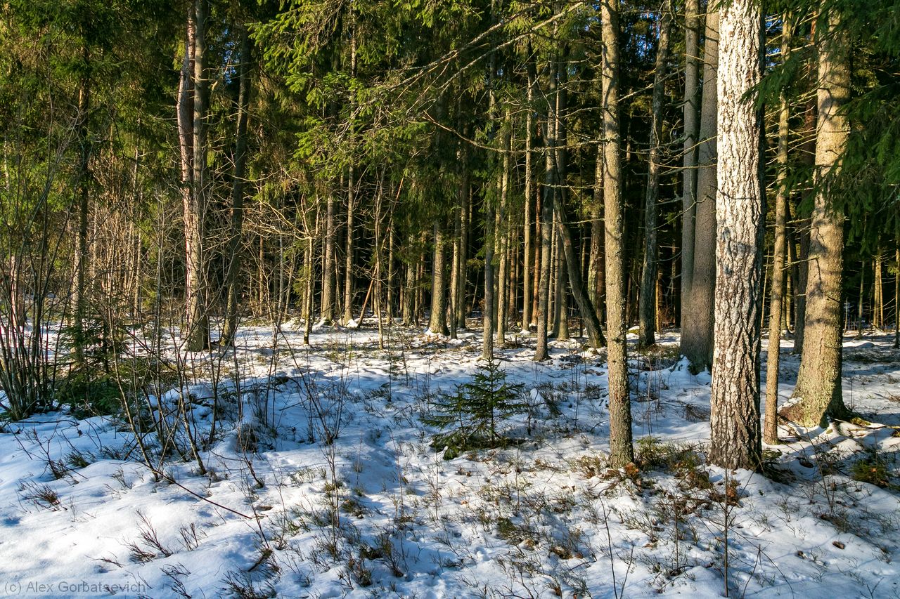 ������ ���