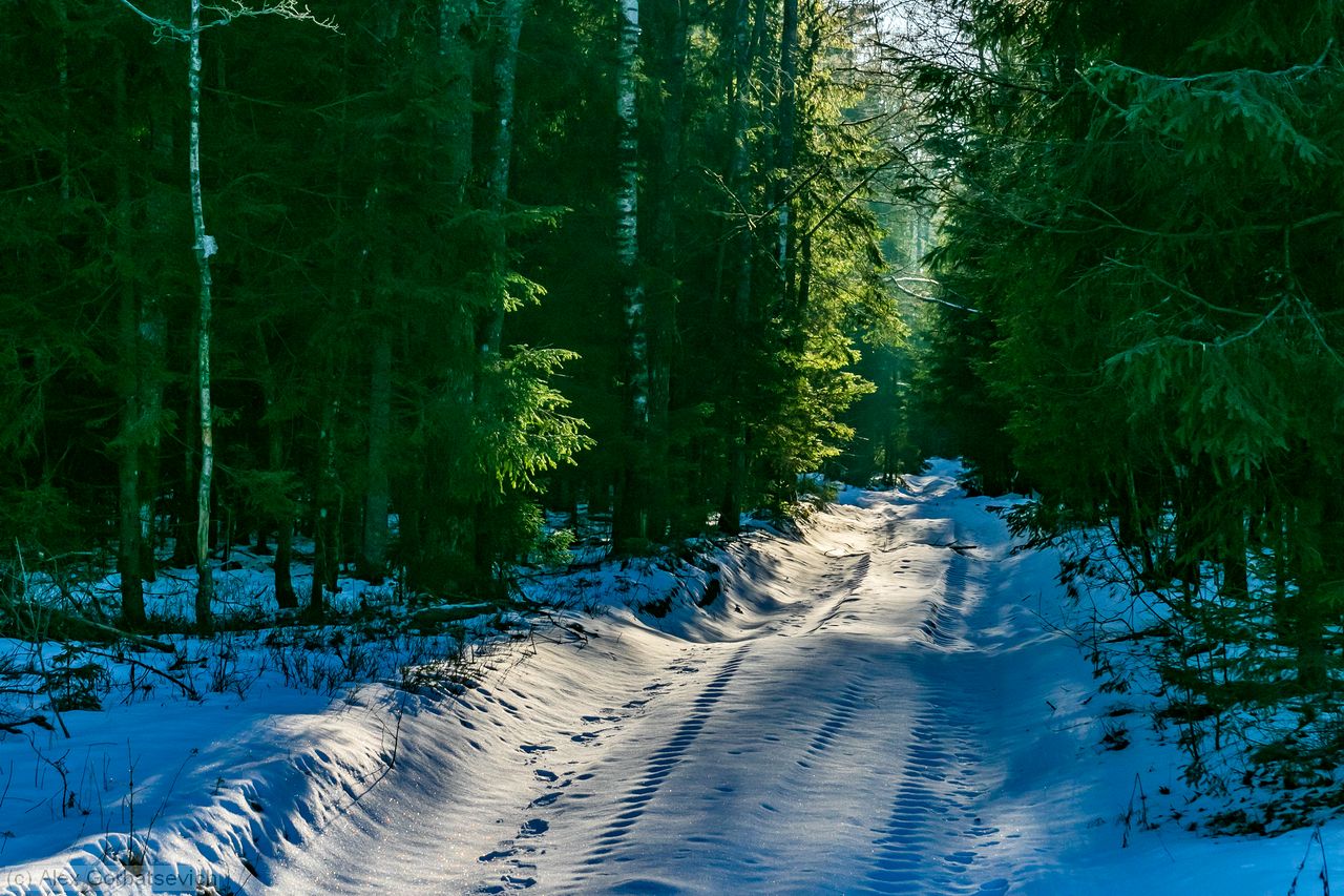 ������ ������