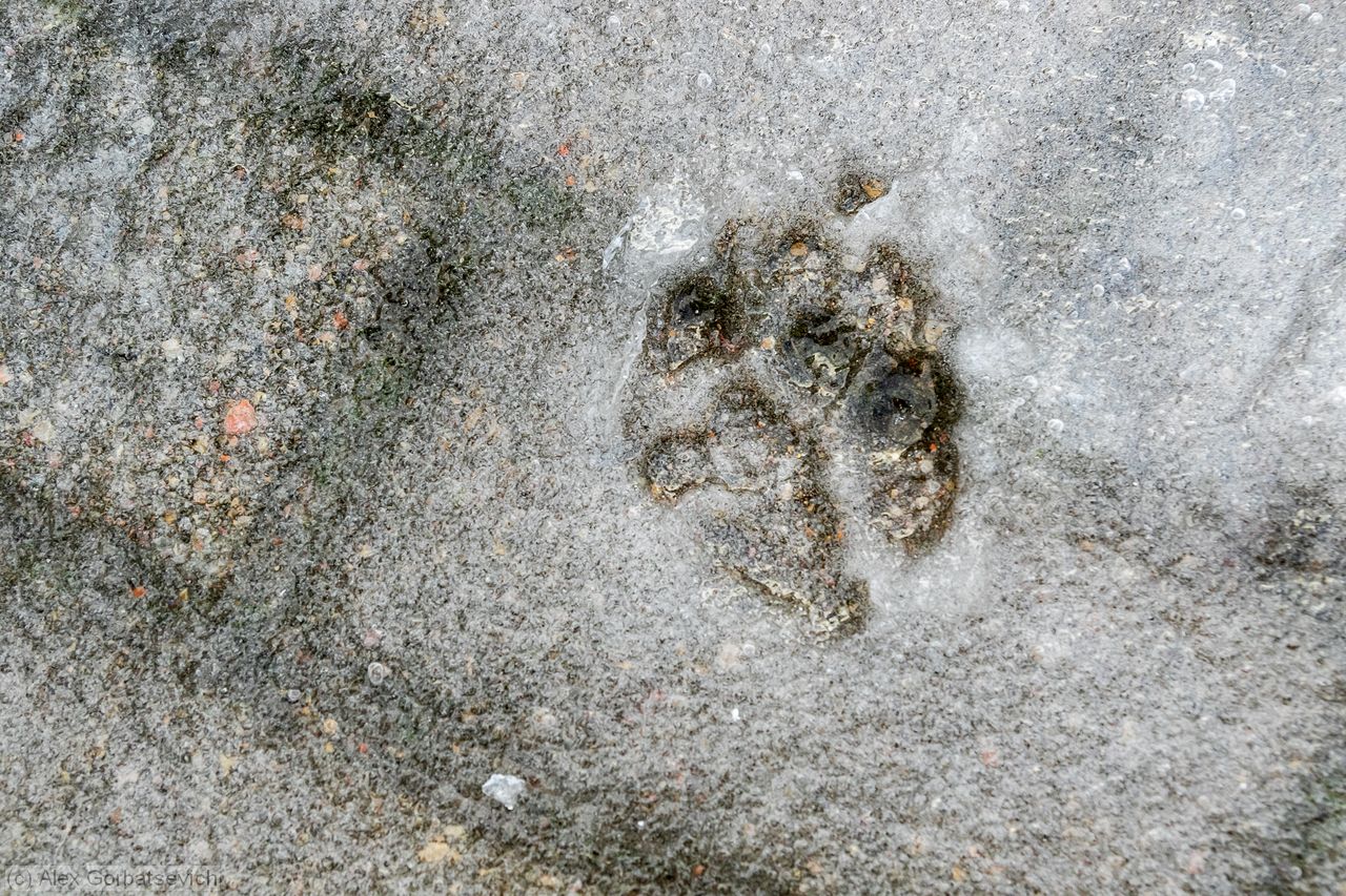 ���� ��������