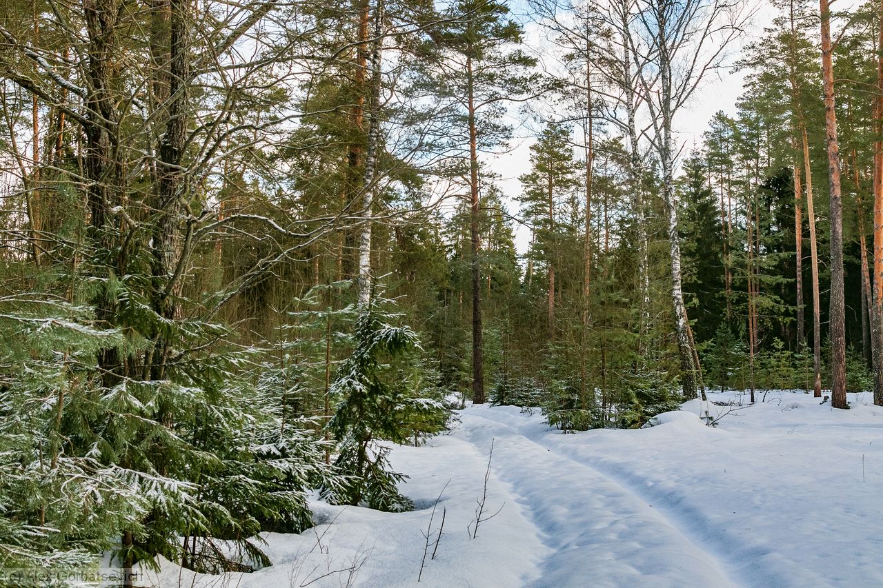 ������ ������