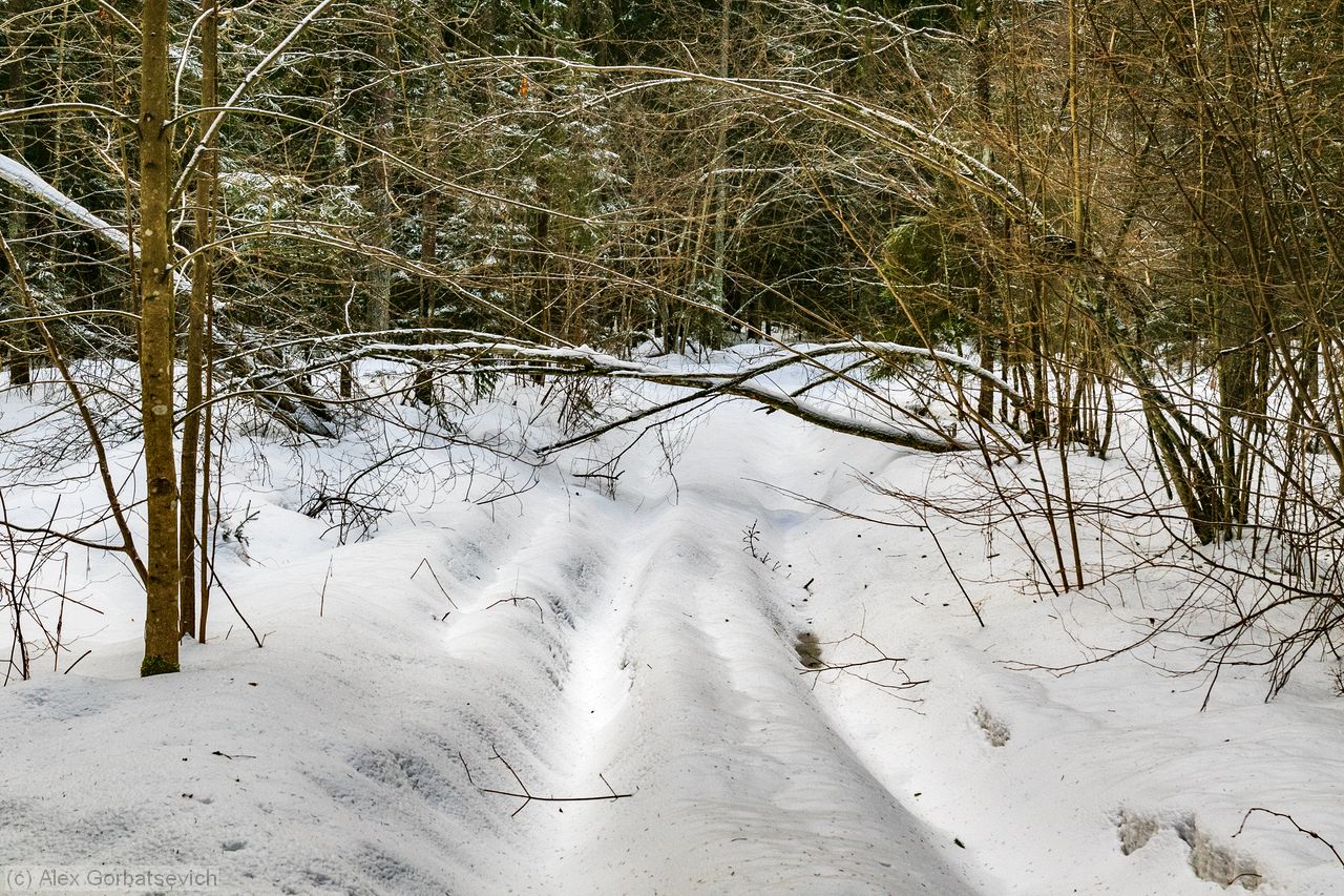 ������ ������