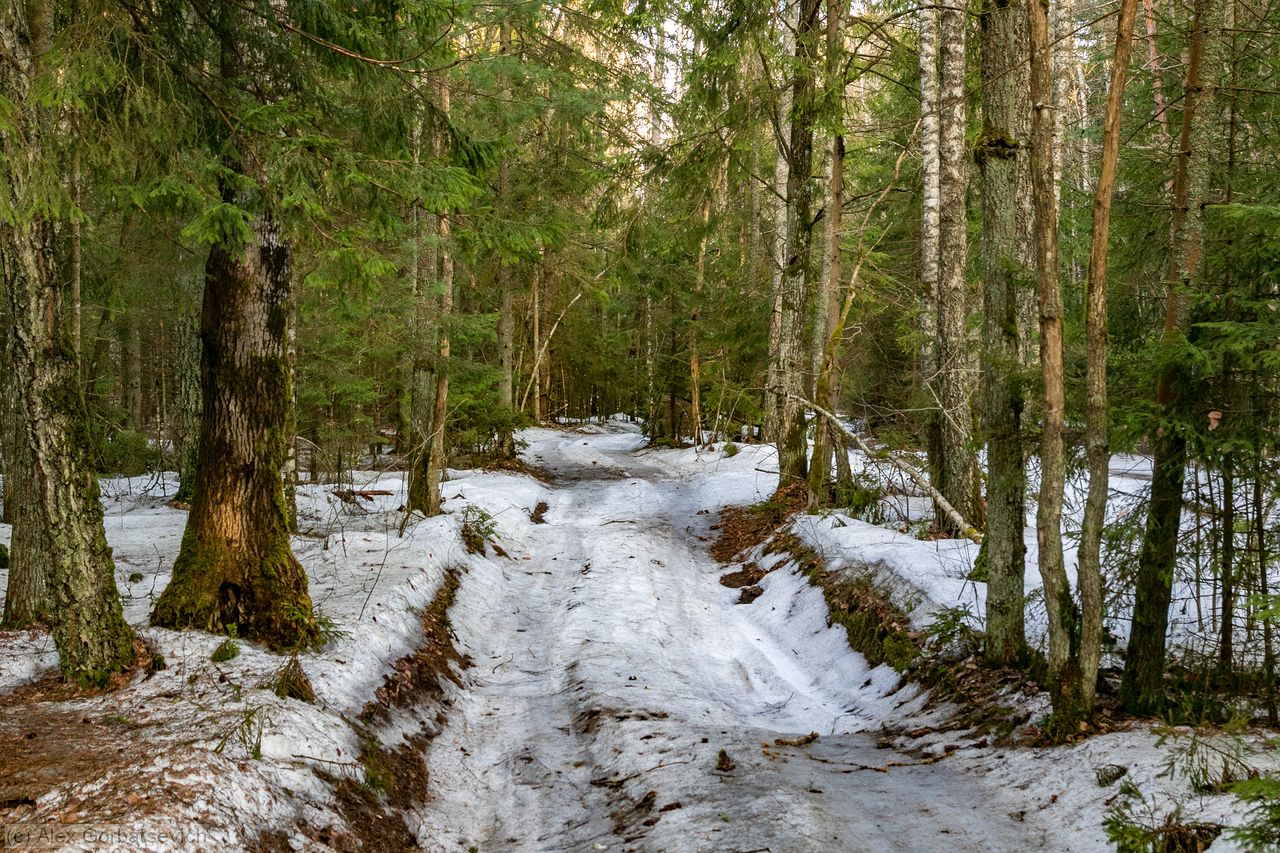 ������ ������