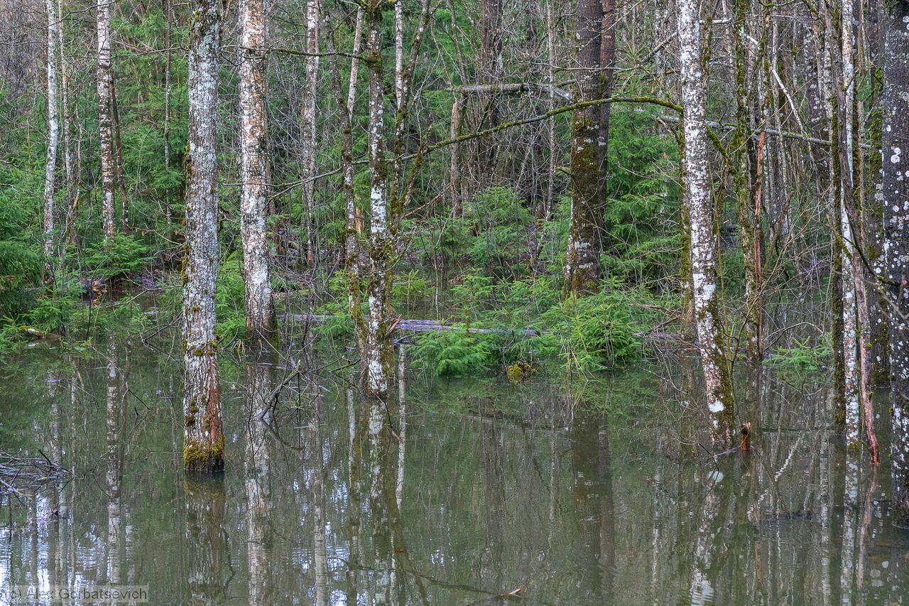 ������ �������