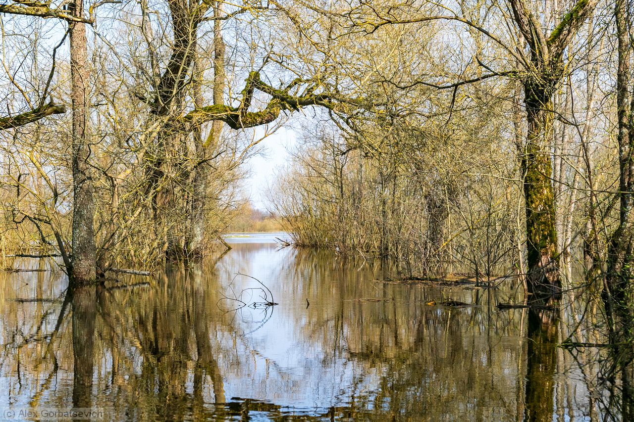��� ����������� ���� �������� �����