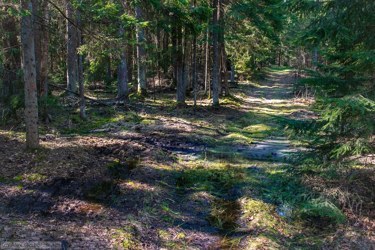 ������ ������