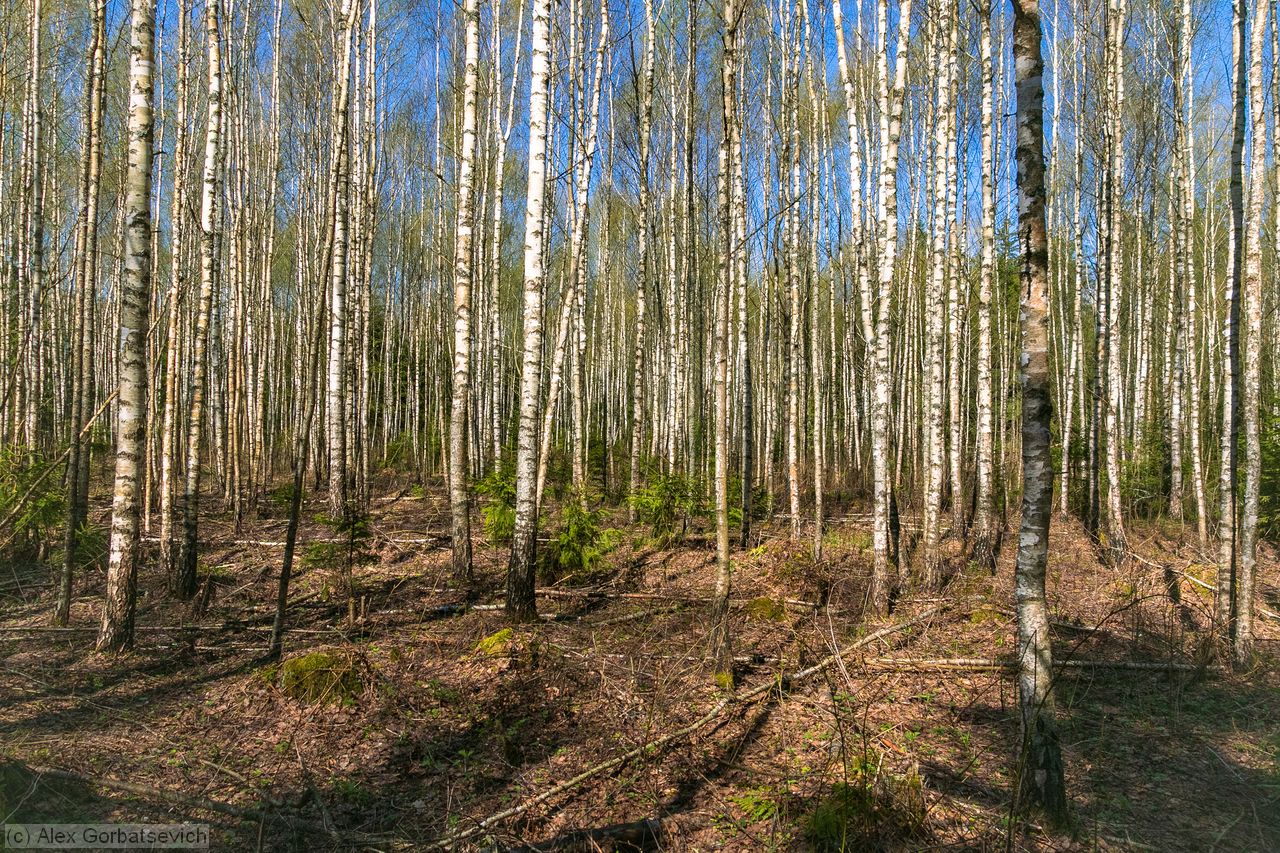 ��������� ����