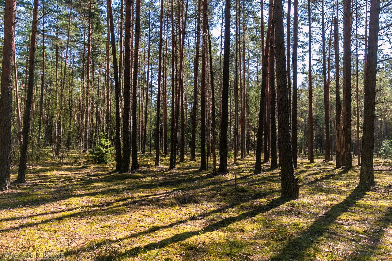 ��� ��������