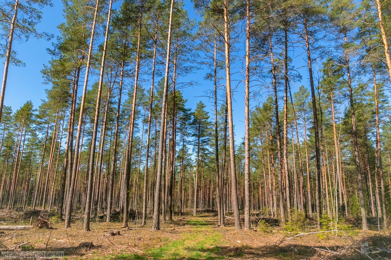 �� �������