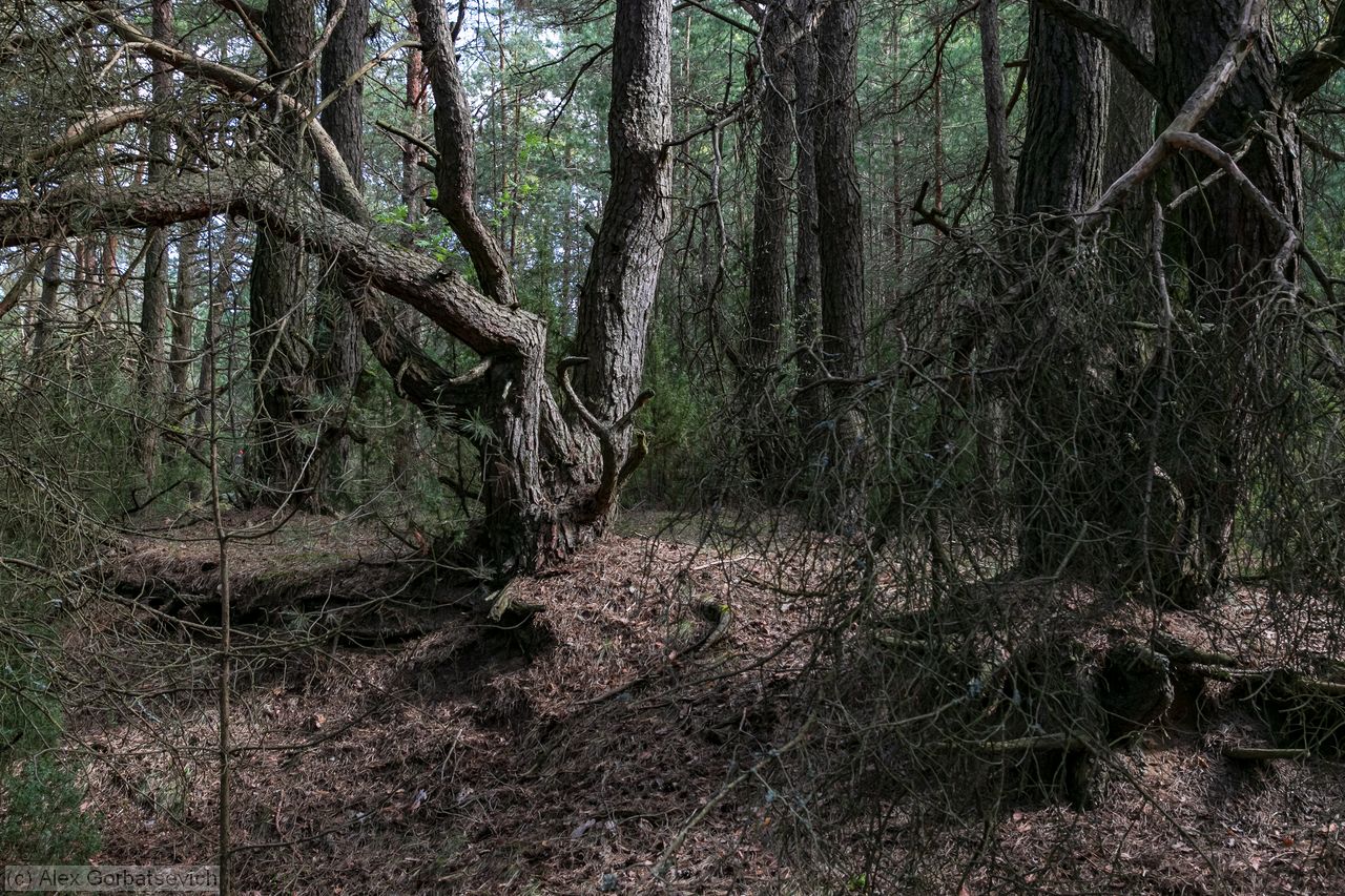 ����� ��� ������� ������