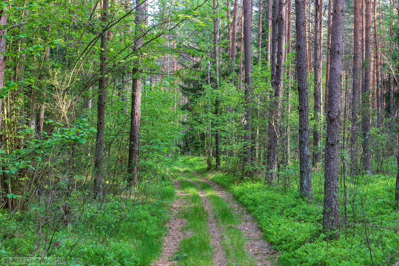 ������ ������