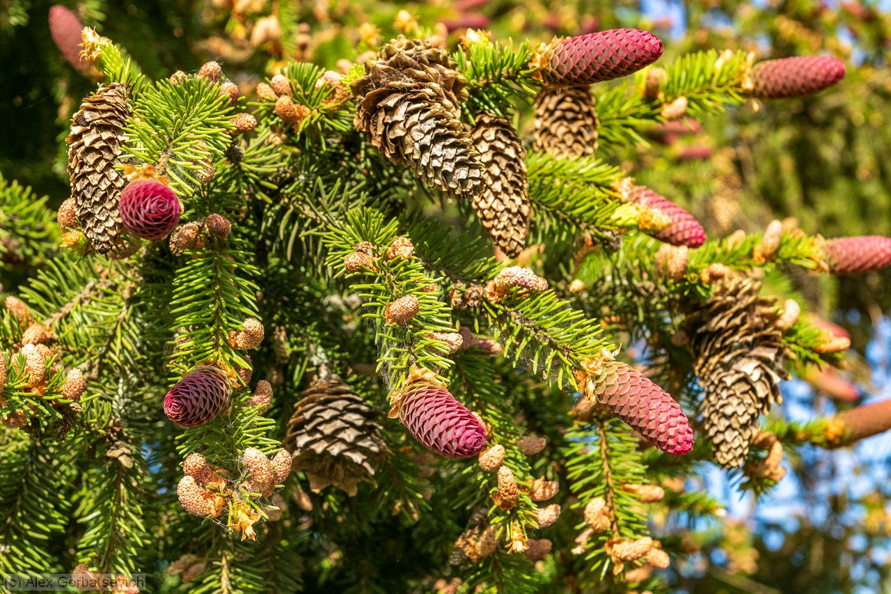 �������������� ���������