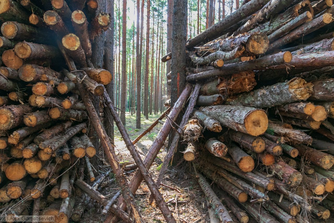 ������ ���