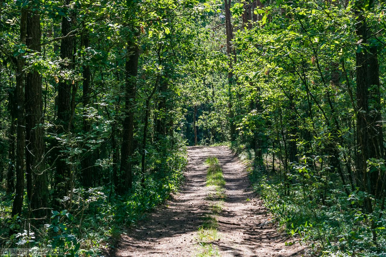 ������ ������