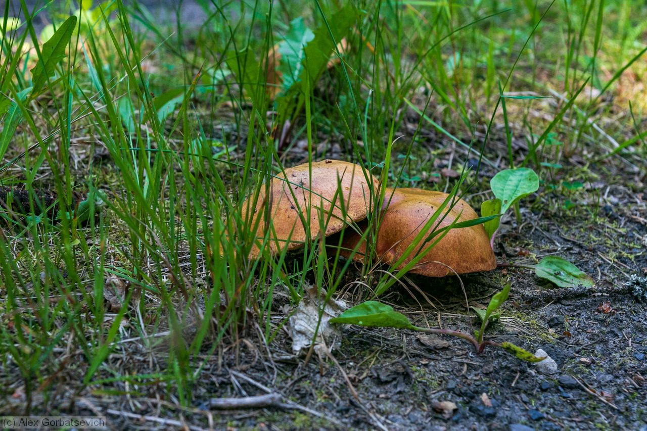 ������ ������