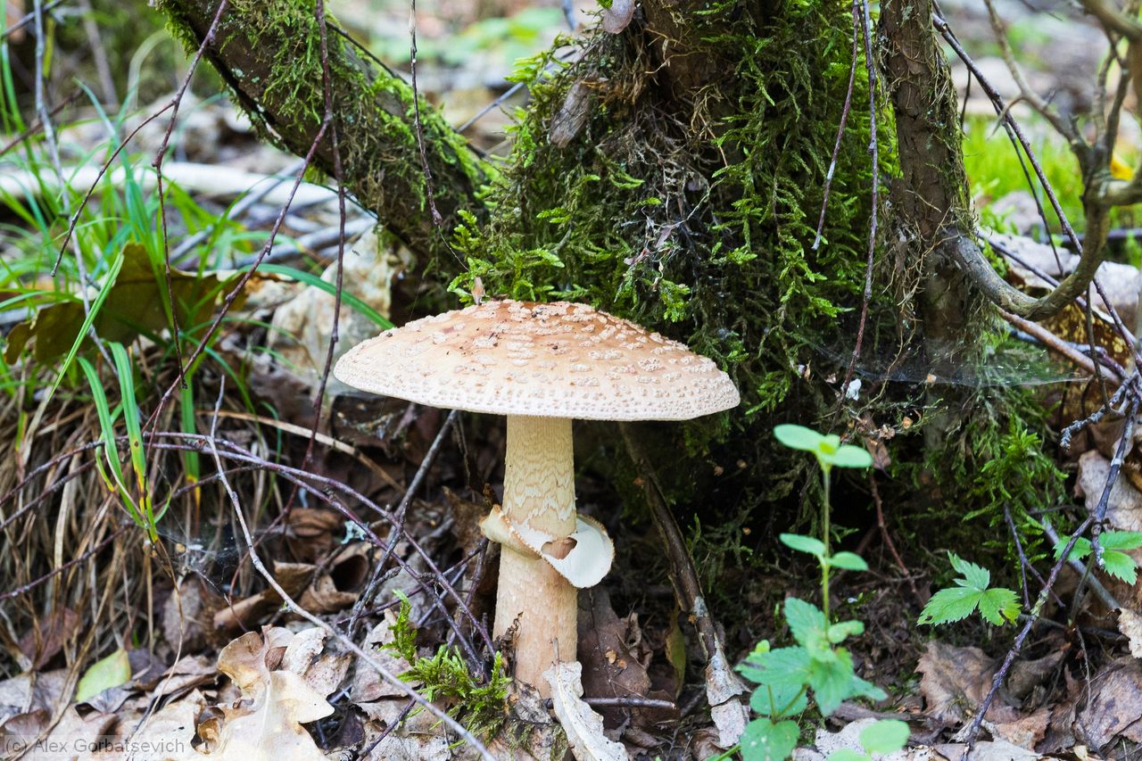 ������� �������