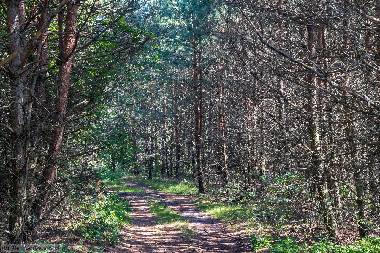 ����� ������� ������