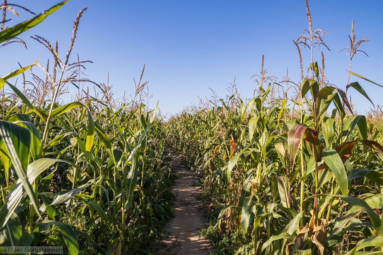 ����� ��������