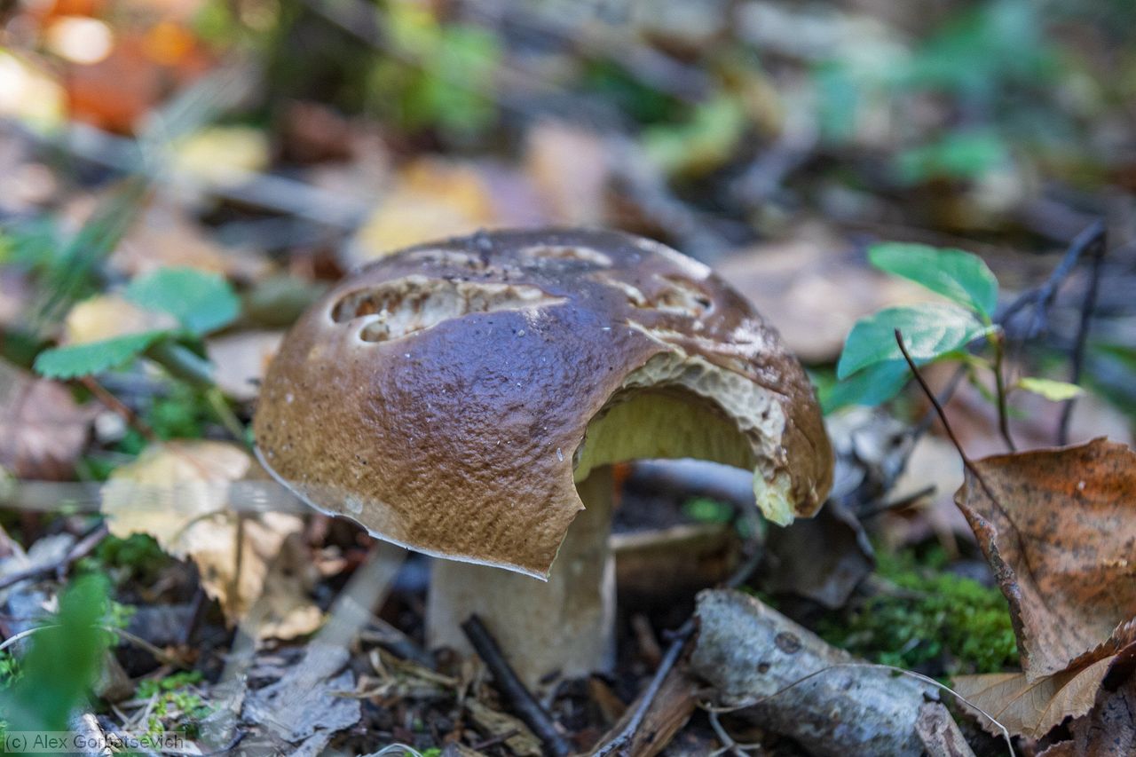 �����  - �� �����... ��� ��������� ����