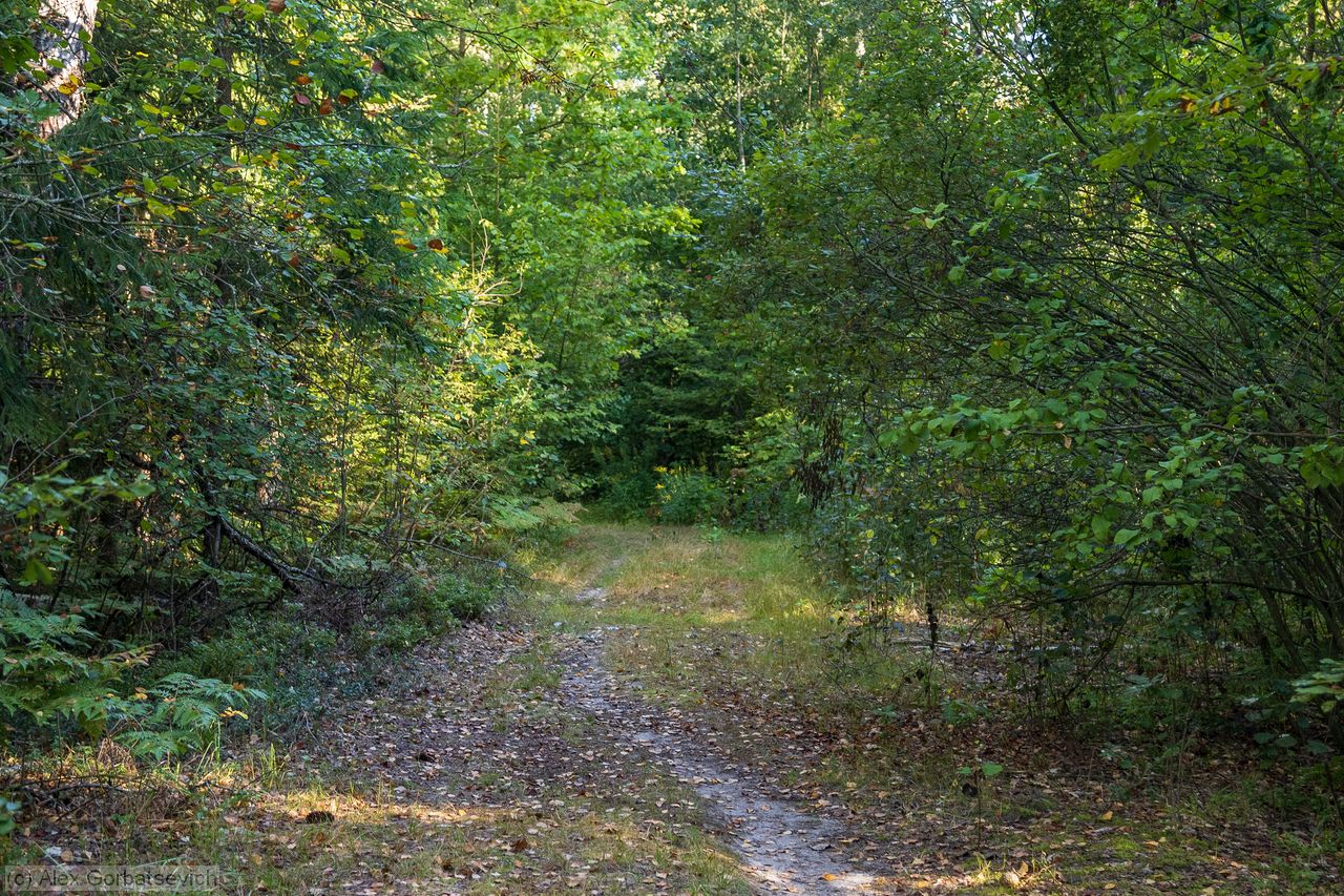 �������� ����� ���