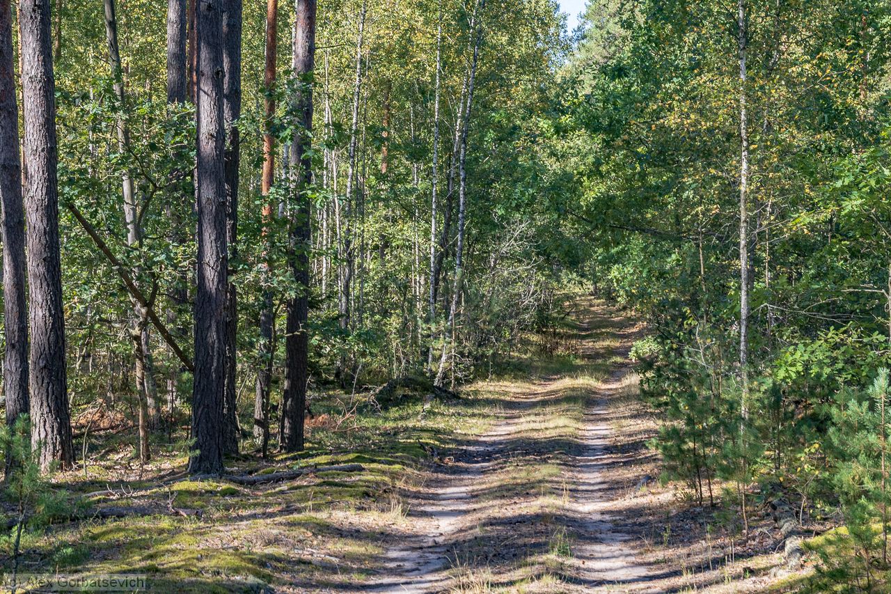 ������ ������