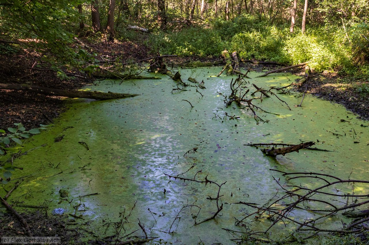 ��� ��� ��������