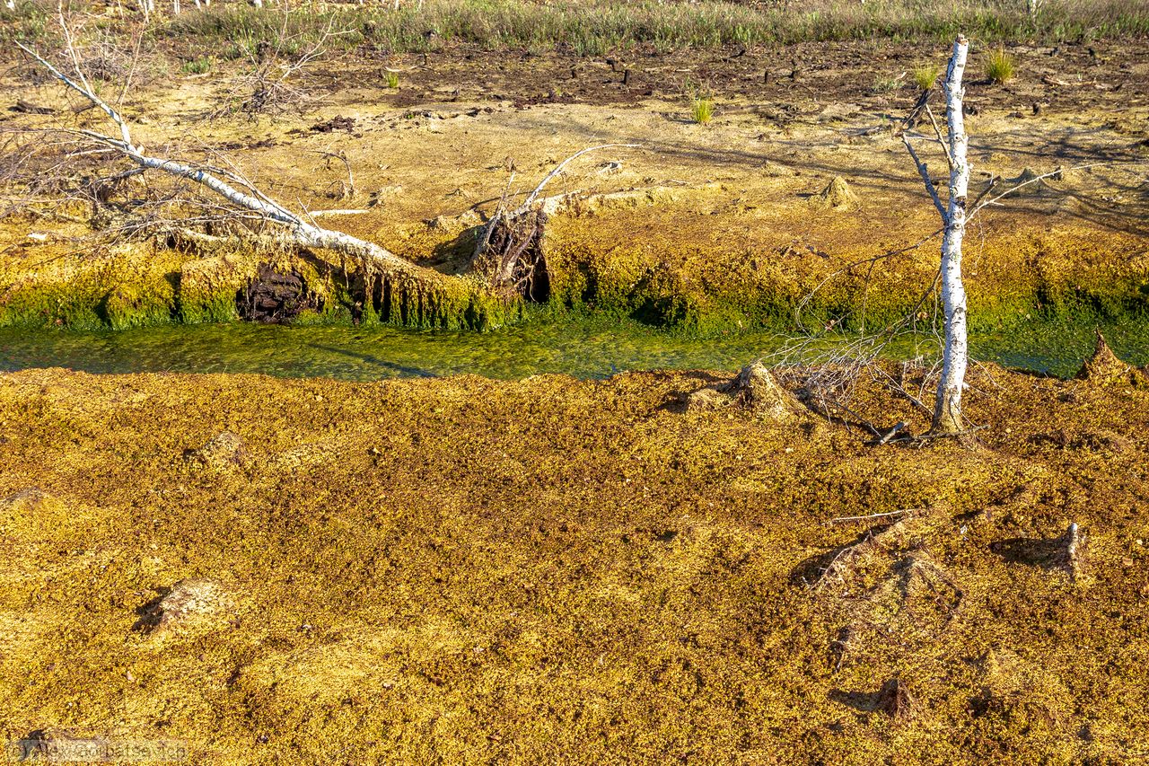 ���� �������