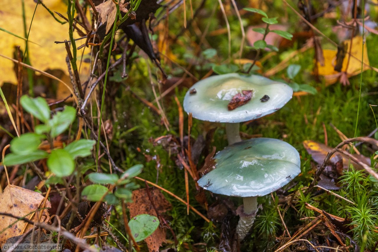 ��������� �����������