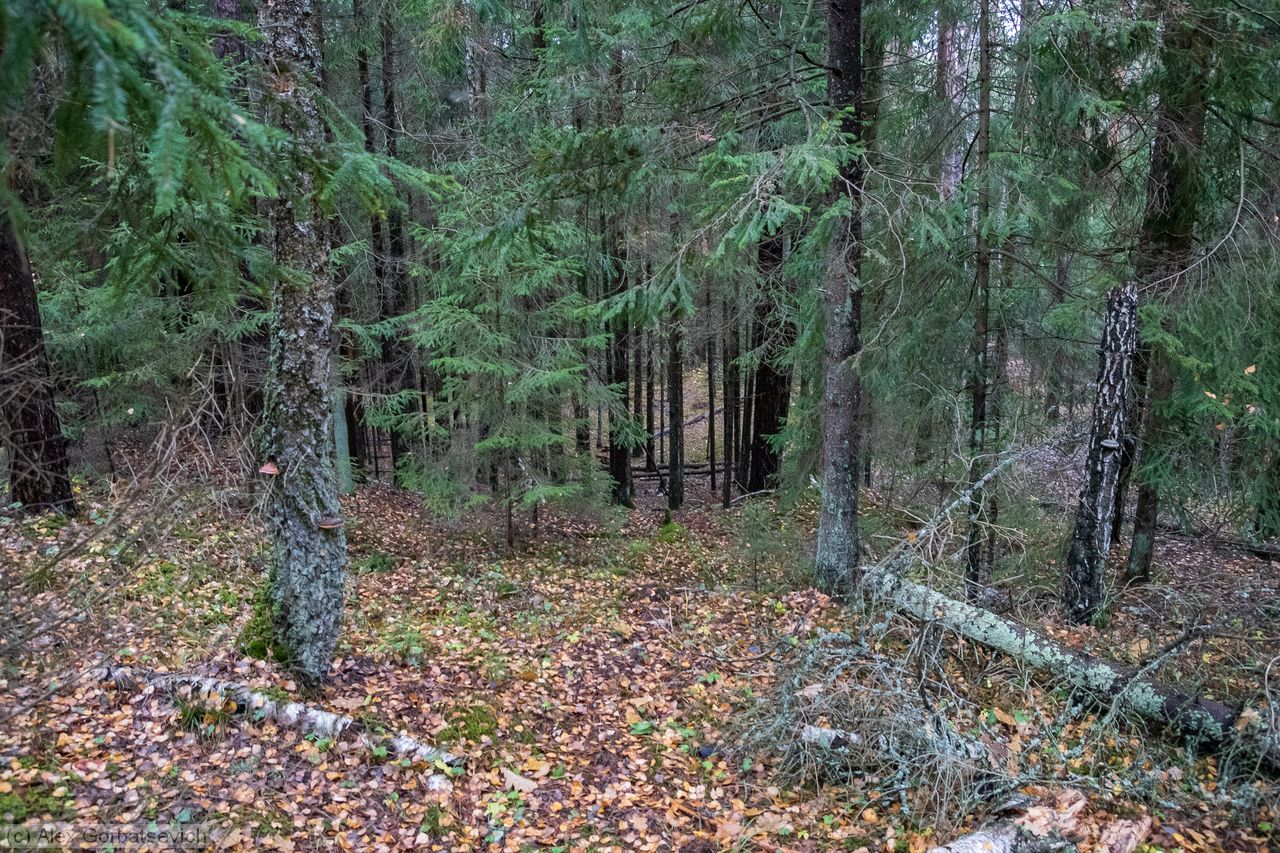 �������� ����