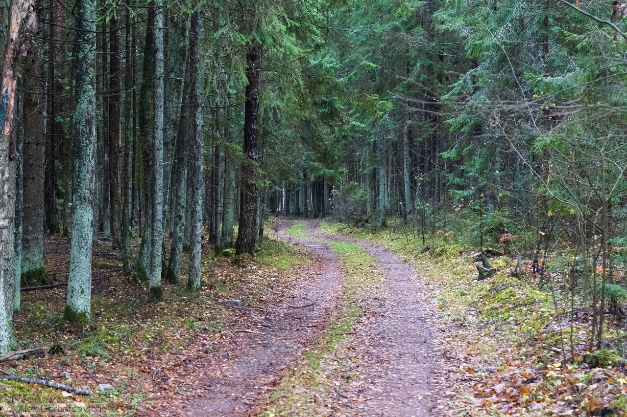 ������ ������