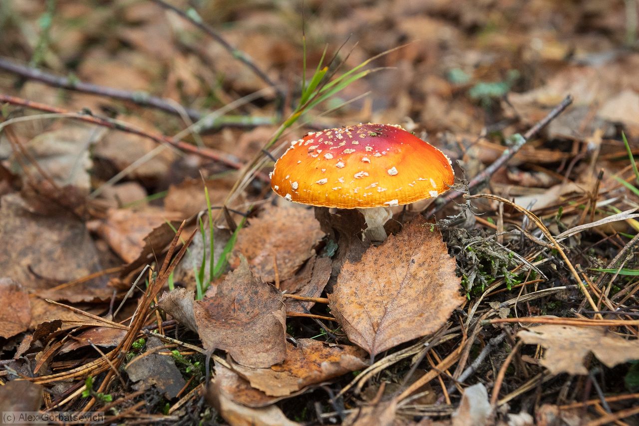 ������� �������