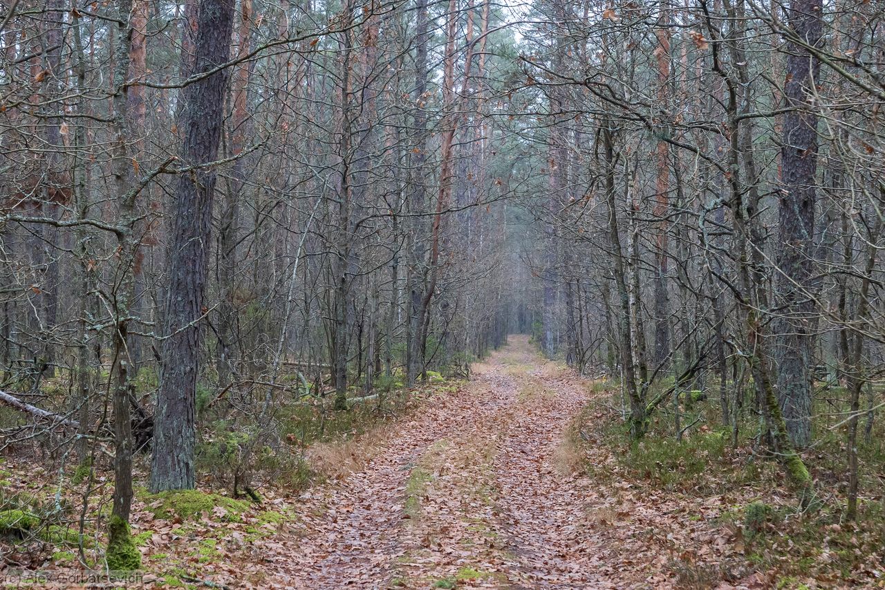 ������ ������