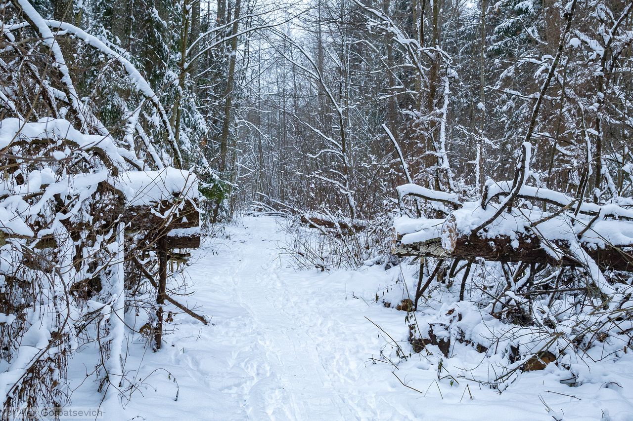 ������ �����