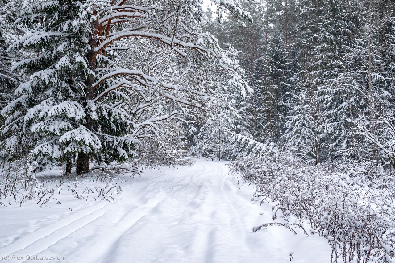 ������ ������