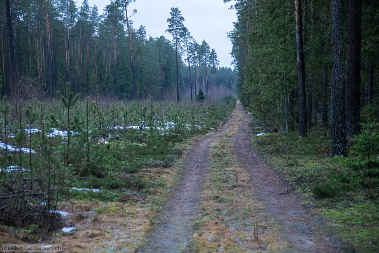 ������ ������