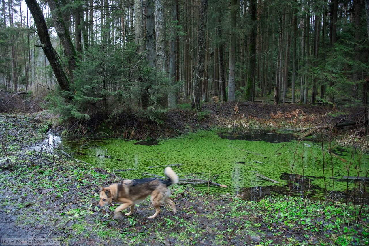 ������� �����