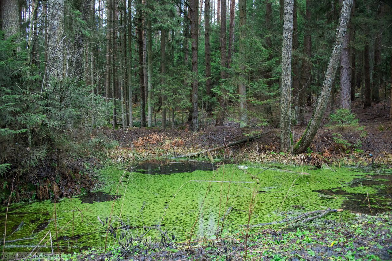 ������� ������